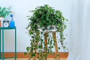 10種多年生耐寒室外爬藤花，爬滿圍欄冬天也能有綠意