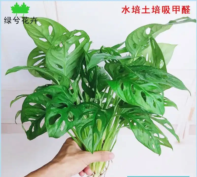 衛生間沒光也能養的10種綠植,耐陰好養還能除異味