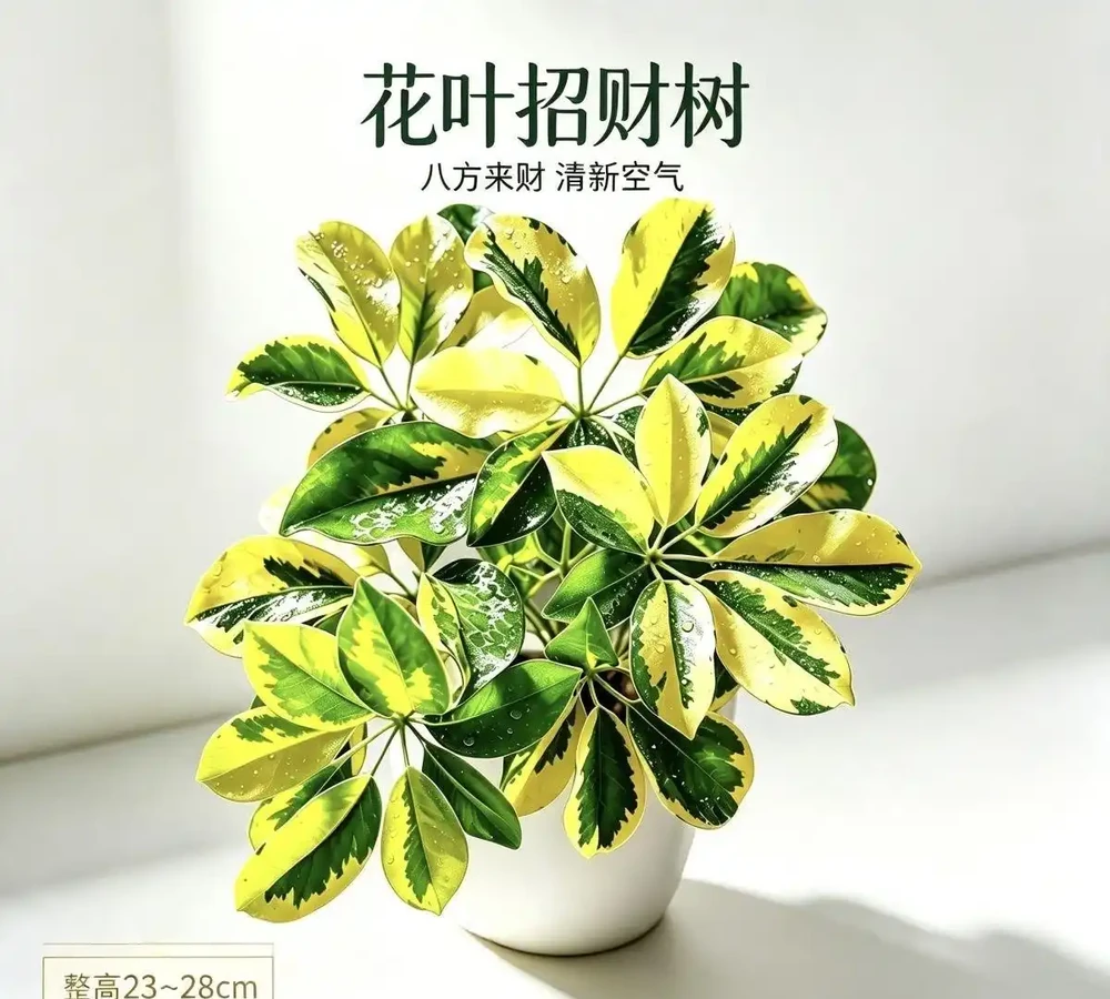衛生間沒光也能養的10種綠植,耐陰好養還能除異味