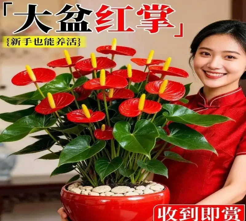 衛生間沒光也能養的10種綠植,耐陰好養還能除異味