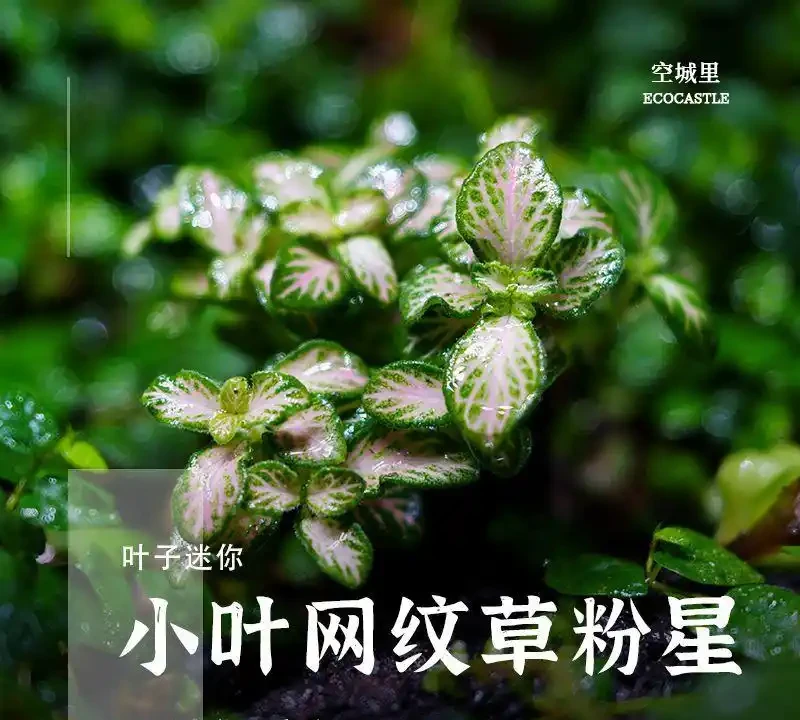 衛生間沒光也能養的10種綠植,耐陰好養還能除異味