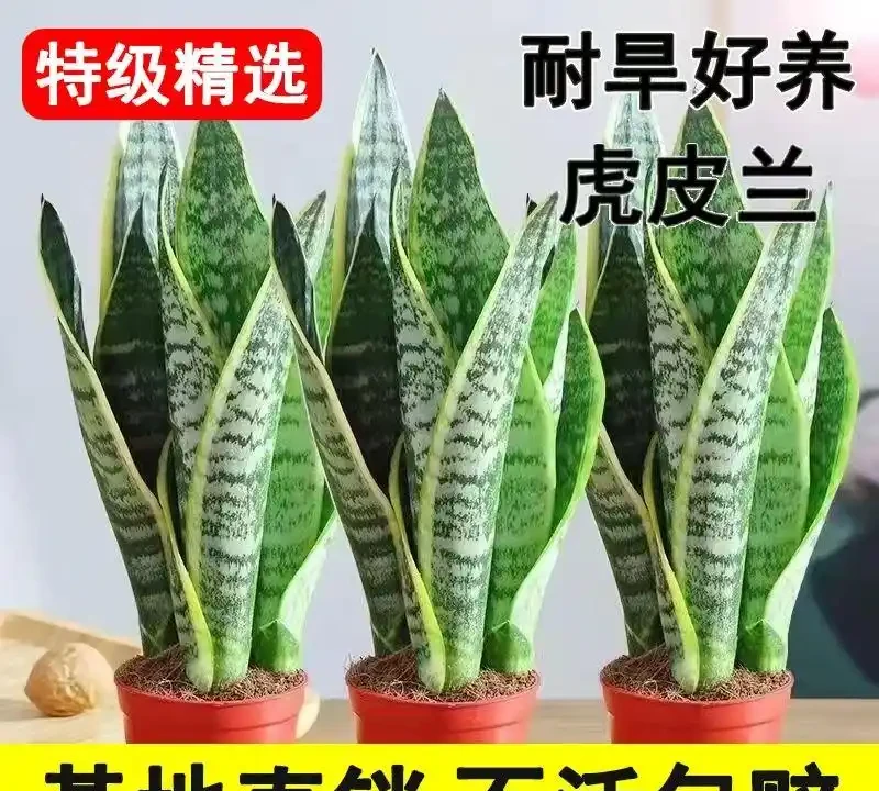 老花匠私藏的10種旺宅綠植清單,寓意好檔次還高