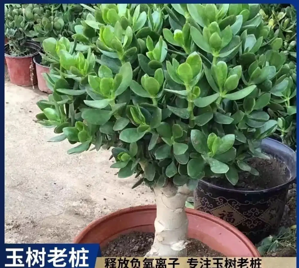 老花匠私藏的10種旺宅綠植清單,寓意好檔次還高