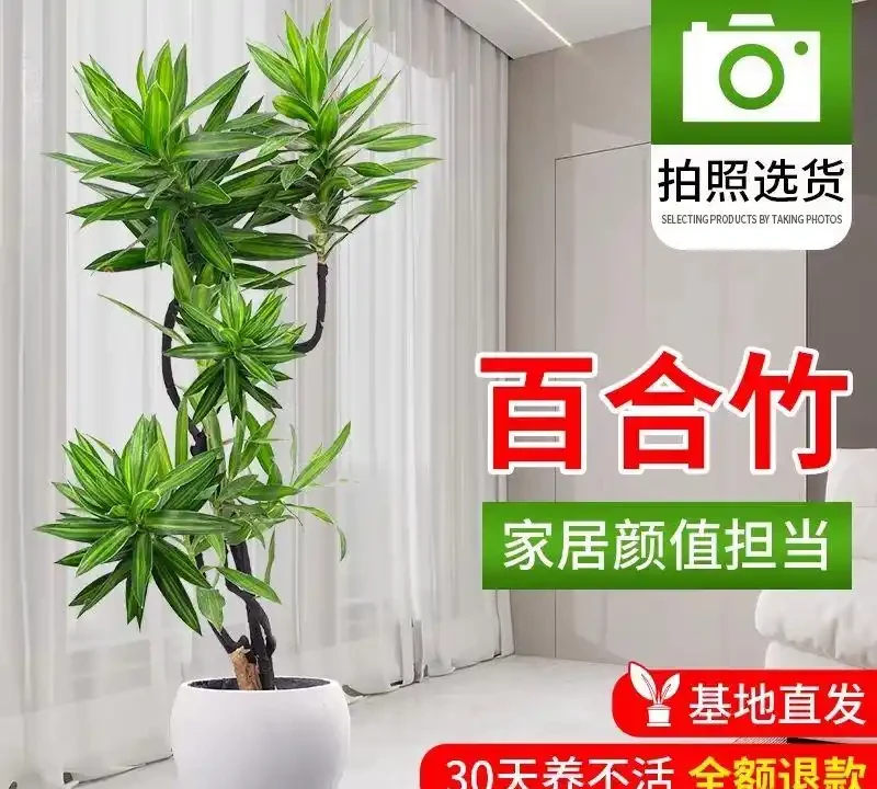 老花匠私藏的10種旺宅綠植清單,寓意好檔次還高