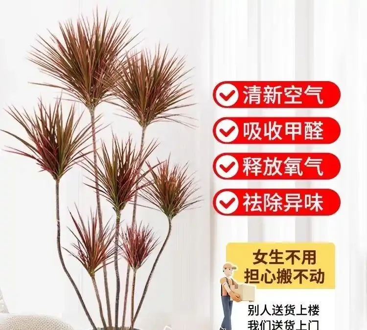 老花匠私藏的10種旺宅綠植清單,寓意好檔次還高