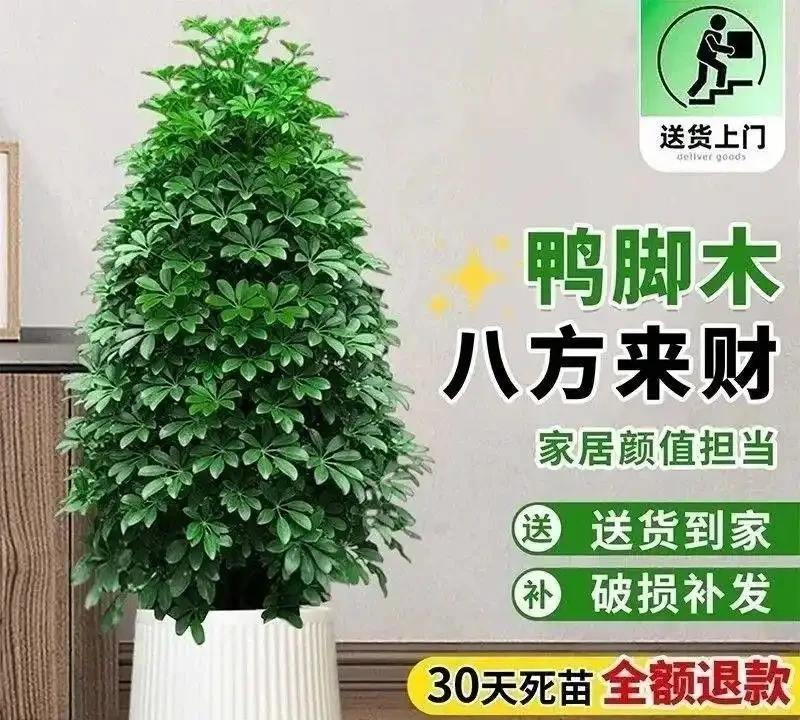 老花匠私藏的10種旺宅綠植清單,寓意好檔次還高