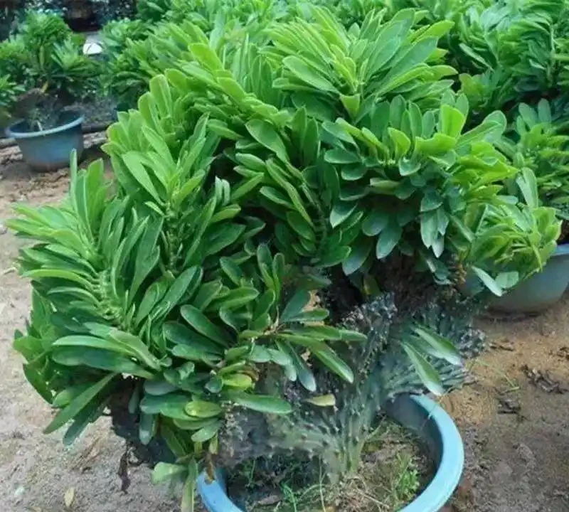 老花匠私藏的10種旺宅綠植清單,寓意好檔次還高