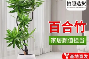 老花匠私藏的10種旺宅綠植清單，寓意好檔次還高