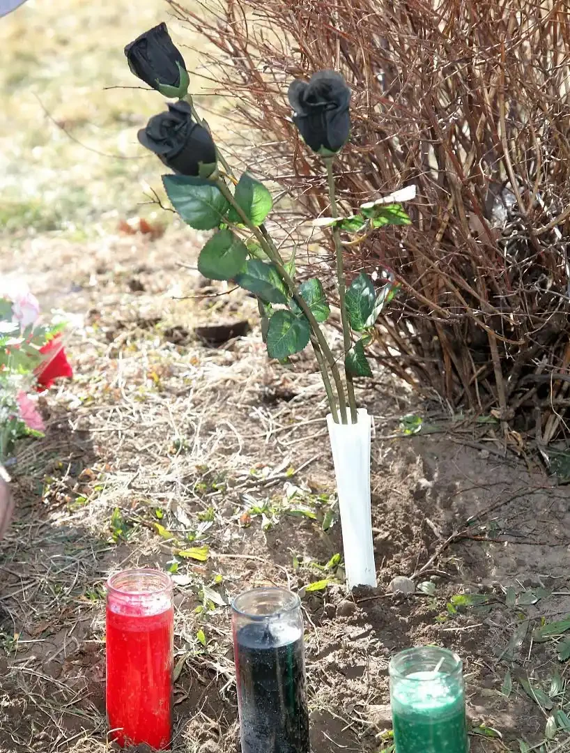 玫瑰怎麼插活?剪對位置泡對水,7天冒白根,成活率翻倍