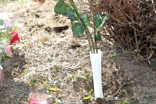 玫瑰怎麼插活？剪對位置泡對水，7天冒白根，成活率翻倍