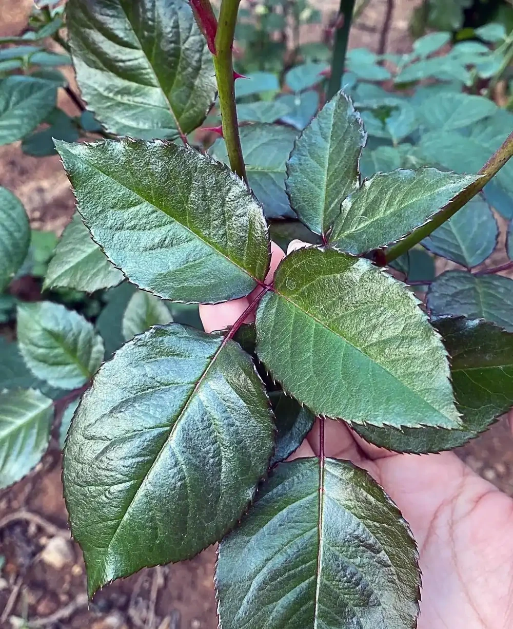 老花農:月季和玫瑰差別太大了!認清這4點,別再被商家忽悠