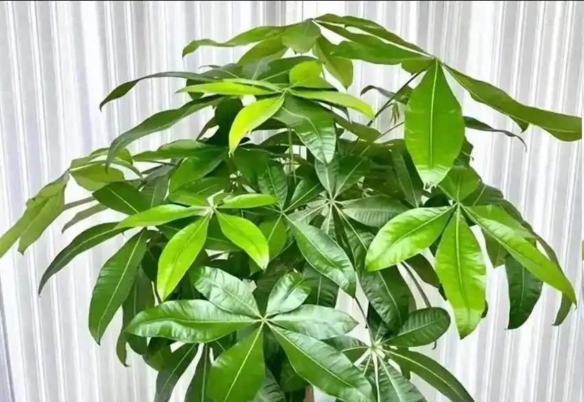 發財樹腐根急救:3 步判斷,4 步處理,起死回生