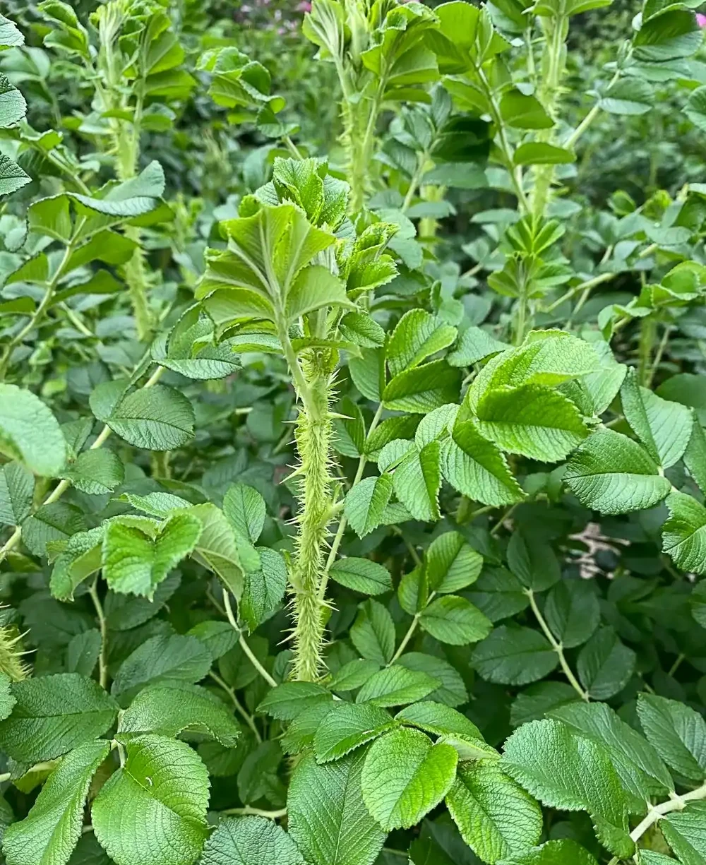 老花農:月季和玫瑰差別太大了!認清這4點,別再被商家忽悠