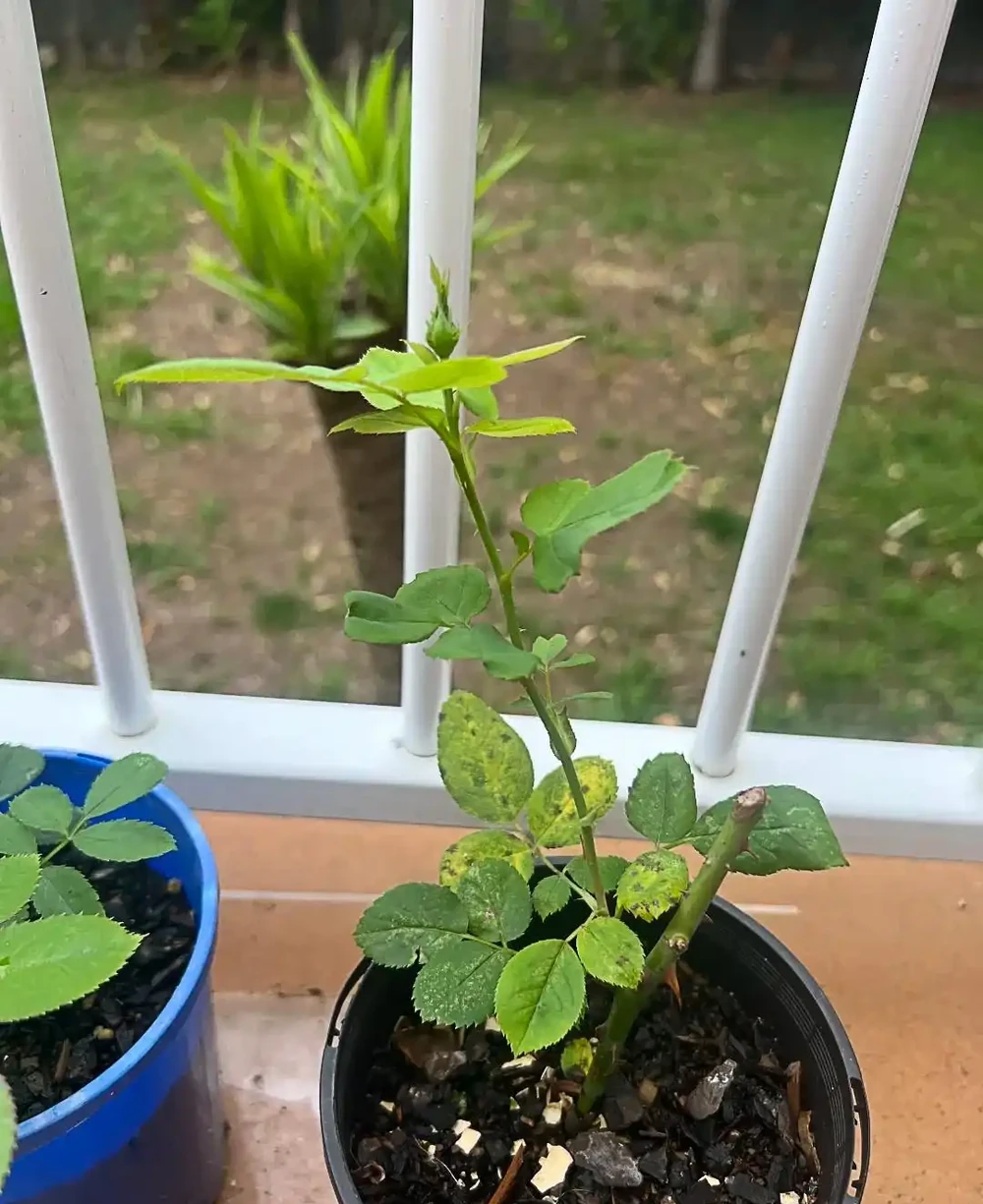 老花農:月季和玫瑰差別太大了!認清這4點,別再被商家忽悠