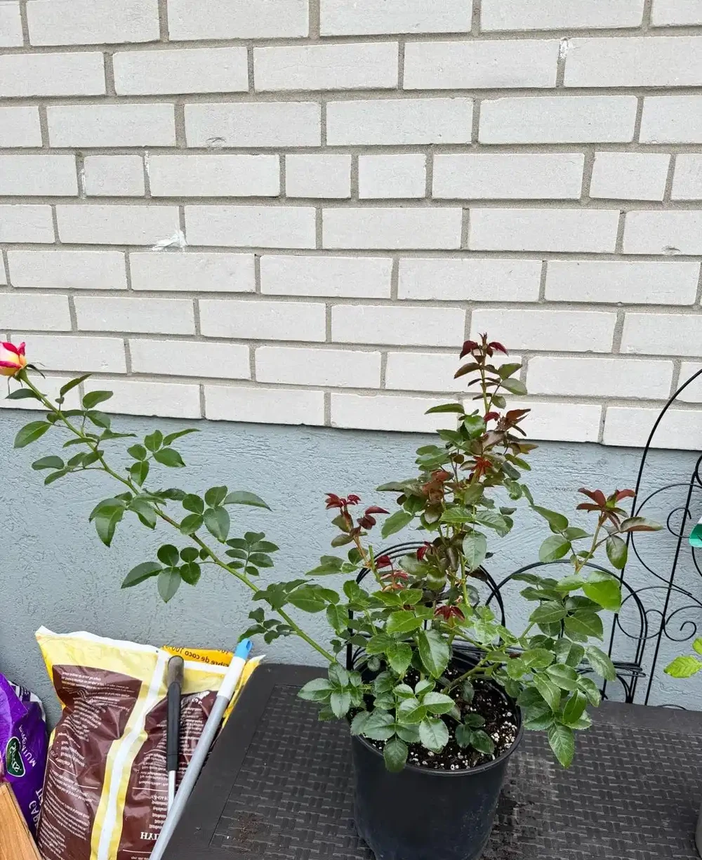 老花農:月季和玫瑰差別太大了!認清這4點,別再被商家忽悠
