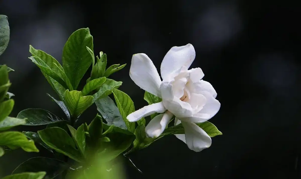 梔子花黃葉?5 個原因逐一排查,對症下藥