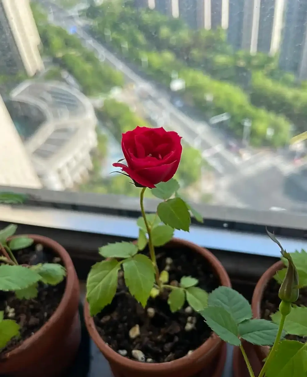 老花農:月季和玫瑰差別太大了!認清這4點,別再被商家忽悠