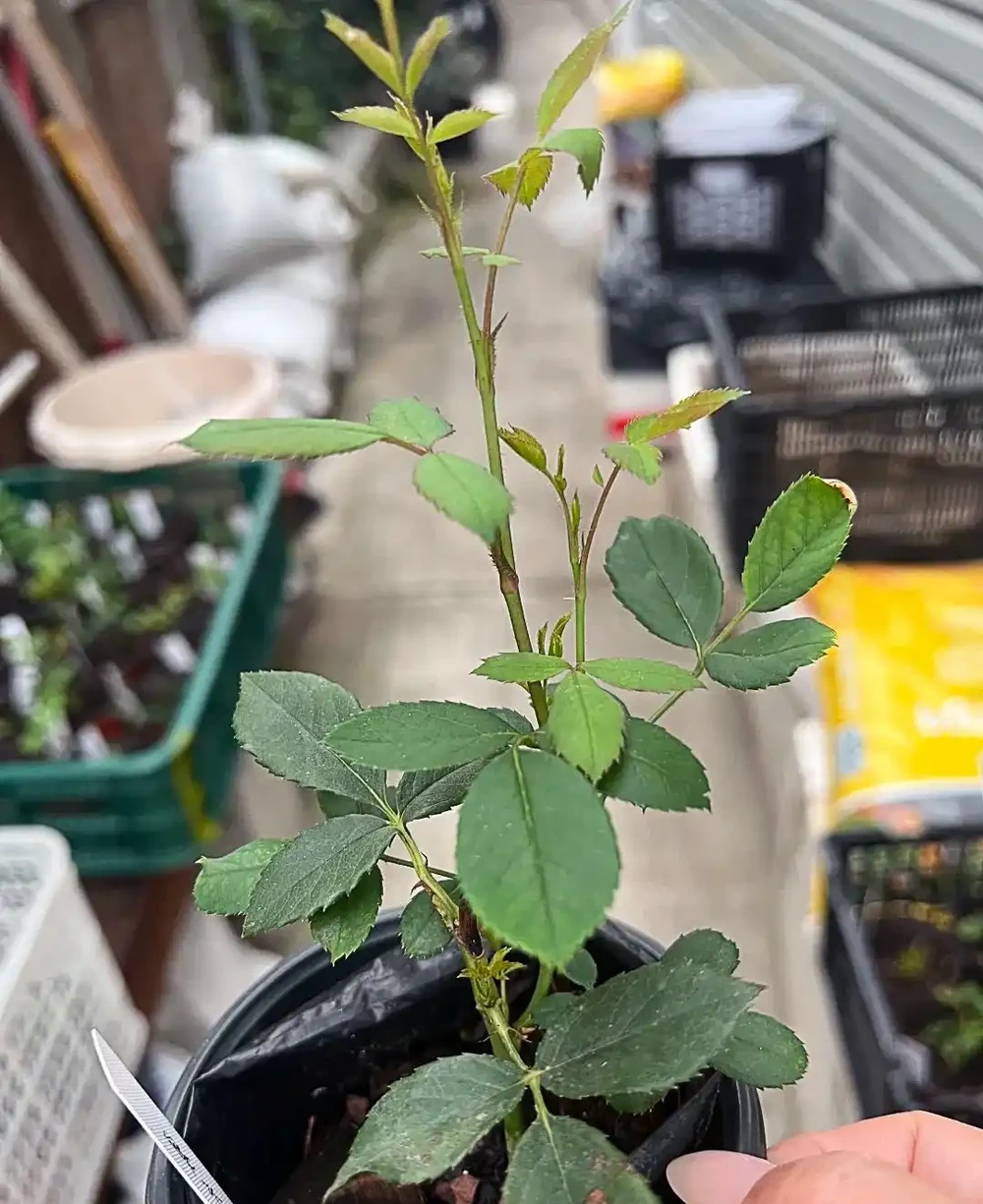 老花農:月季和玫瑰差別太大了!認清這4點,別再被商家忽悠