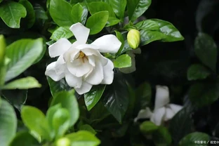 梔子花黃葉？5 個原因逐一排查，對症下藥