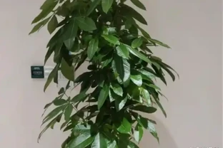 發財樹腐根急救：3 步判斷，4 步處理，起死回生