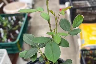 老花農：月季和玫瑰差別太大了！認清這4點，別再被商家忽悠