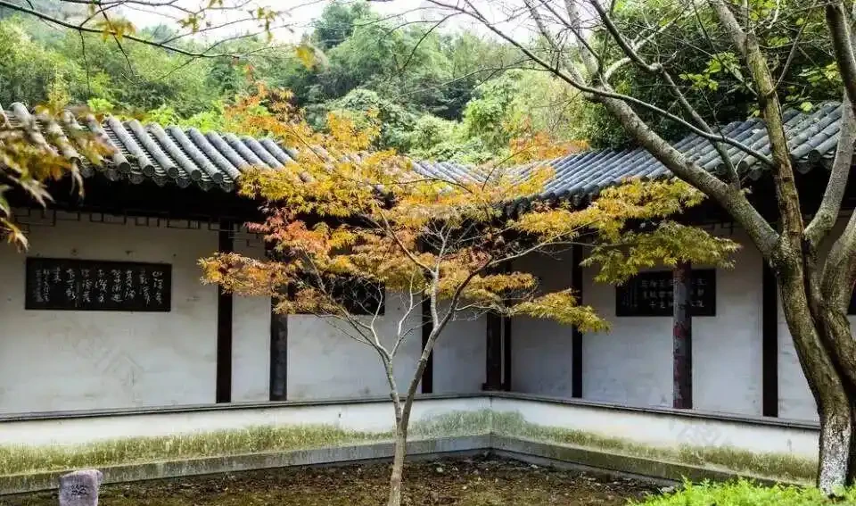 「客廳見花,十有九發」,家養5種花,好看又吉利,旺財又旺家!
