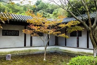 「客廳見花，十有九發」，家養5種花，好看又吉利，旺財又旺家！