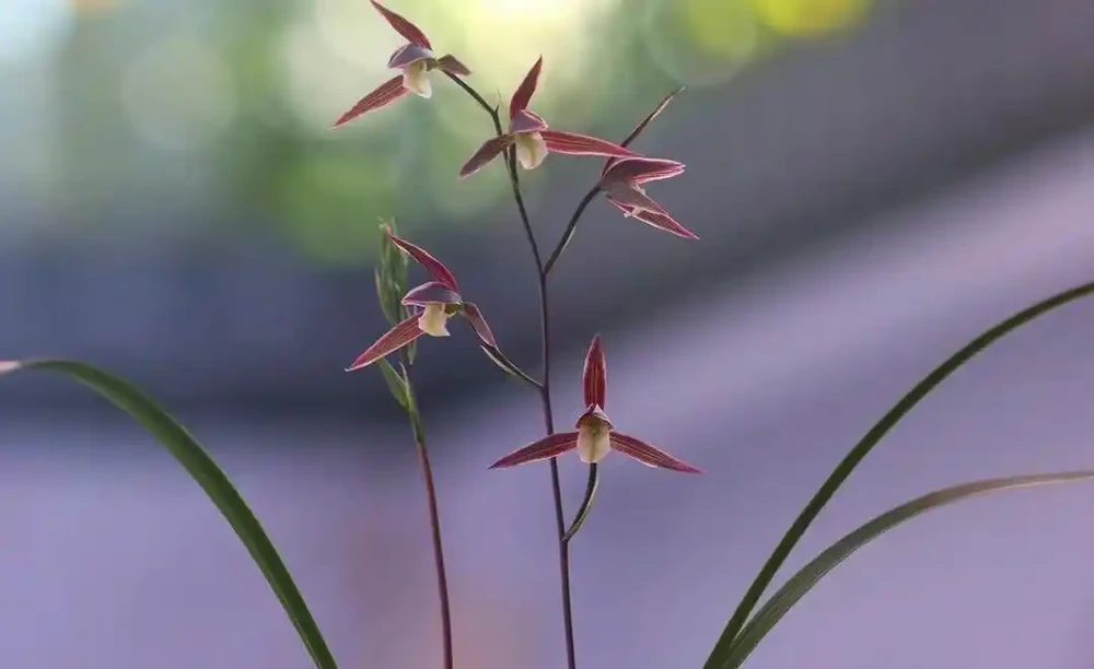 什麼樣的蘭花最香