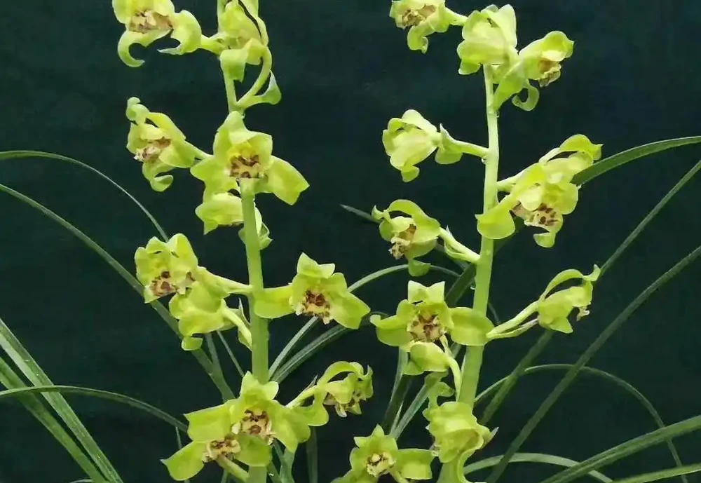 什麼樣的蘭花最香
