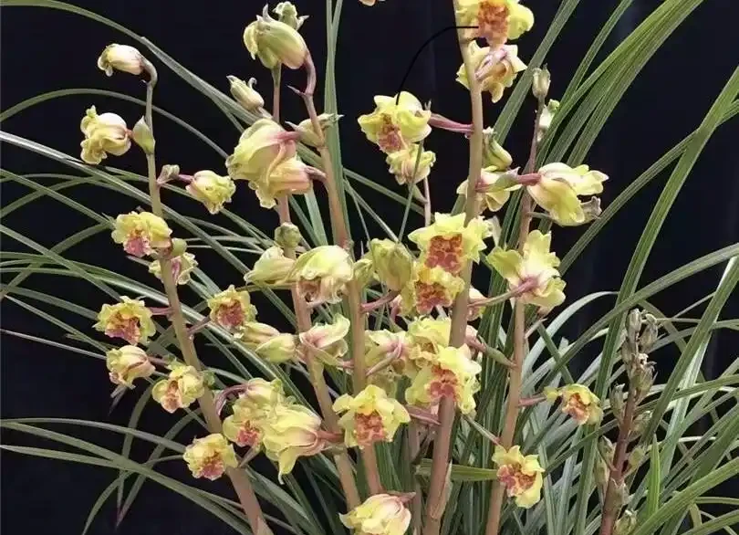 什麼樣的蘭花最香