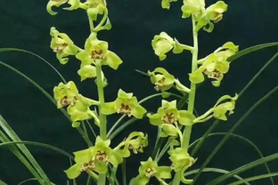 什麼樣的蘭花最香
