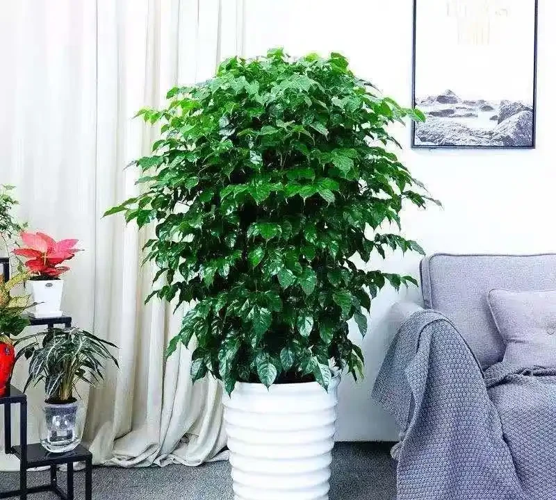 幸福樹瘋狂掉葉？不是冷就是澇，做對這件事，新芽蹭蹭往外冒