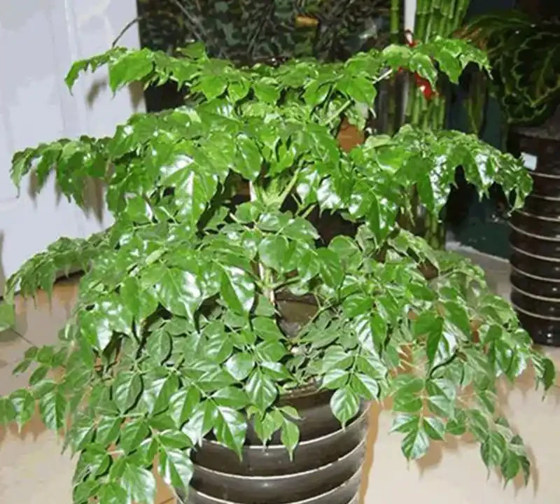 幸福樹瘋狂掉葉？不是冷就是澇，做對這件事，新芽蹭蹭往外冒