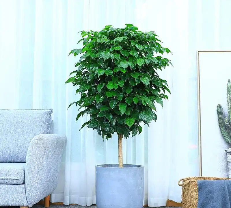 幸福樹瘋狂掉葉？不是冷就是澇，做對這件事，新芽蹭蹭往外冒