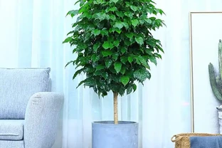 幸福樹瘋狂掉葉？不是冷就是澇，做對這件事，新芽蹭蹭往外冒