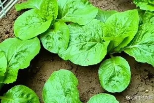 別再亂用魚腸肥了！這幾種蔬菜才最適合用，葉菜綠瓜果香
