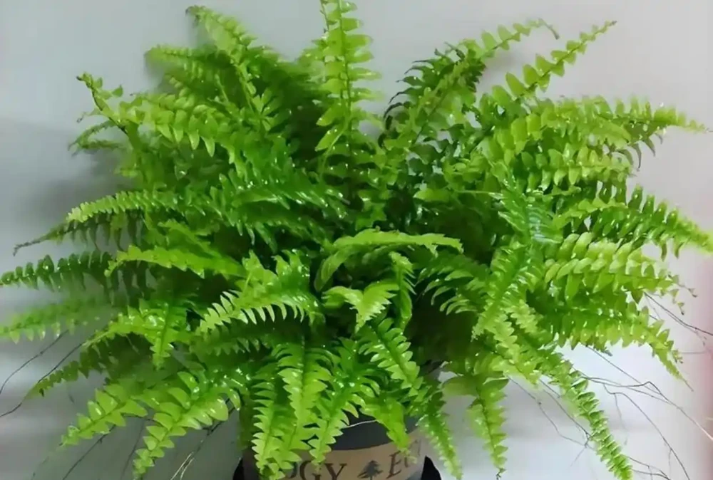沒想到吧,家裡養這4種看不起眼的花,除異味助睡眠全家都受益