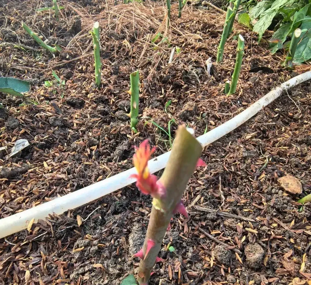 不少人不清楚,8-9月插枝玫瑰優勢明顯,比春季插枝更容易成活