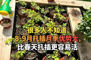 不少人不清楚，8-9月插枝玫瑰優勢明顯，比春季插枝更容易成活