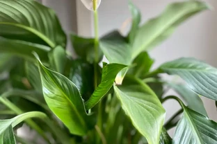 工位綠植9月「復活」計劃：白鶴芋、火鶴花、竹芋的救急手冊