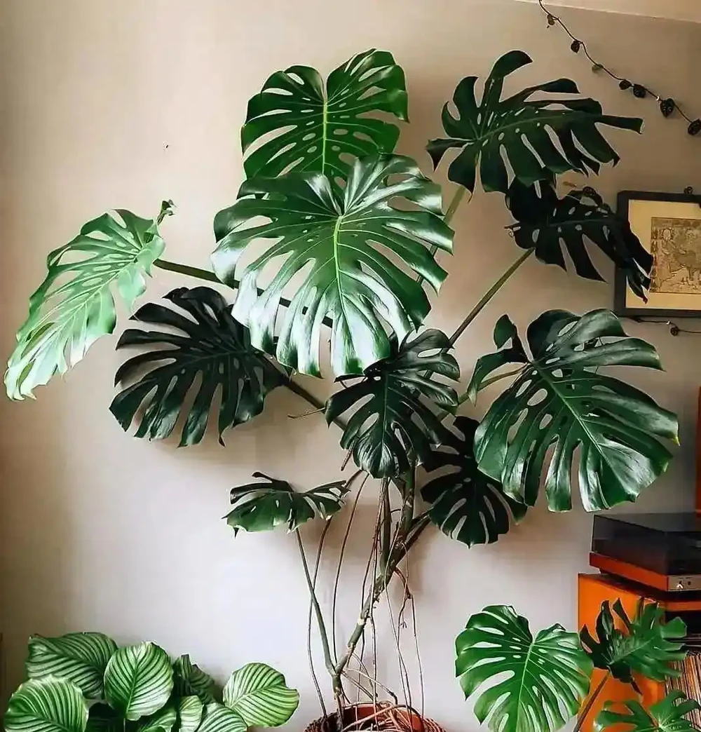 室內綠植首選天花板!龜背芋懶人養護大全,四季油亮不黃葉、年年開背爆葉