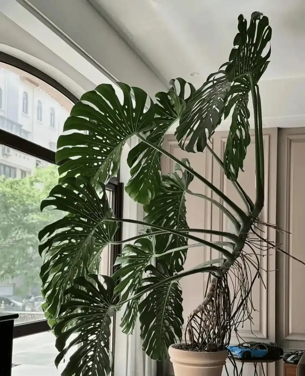 室內綠植首選天花板!龜背芋懶人養護大全,四季油亮不黃葉、年年開背爆葉