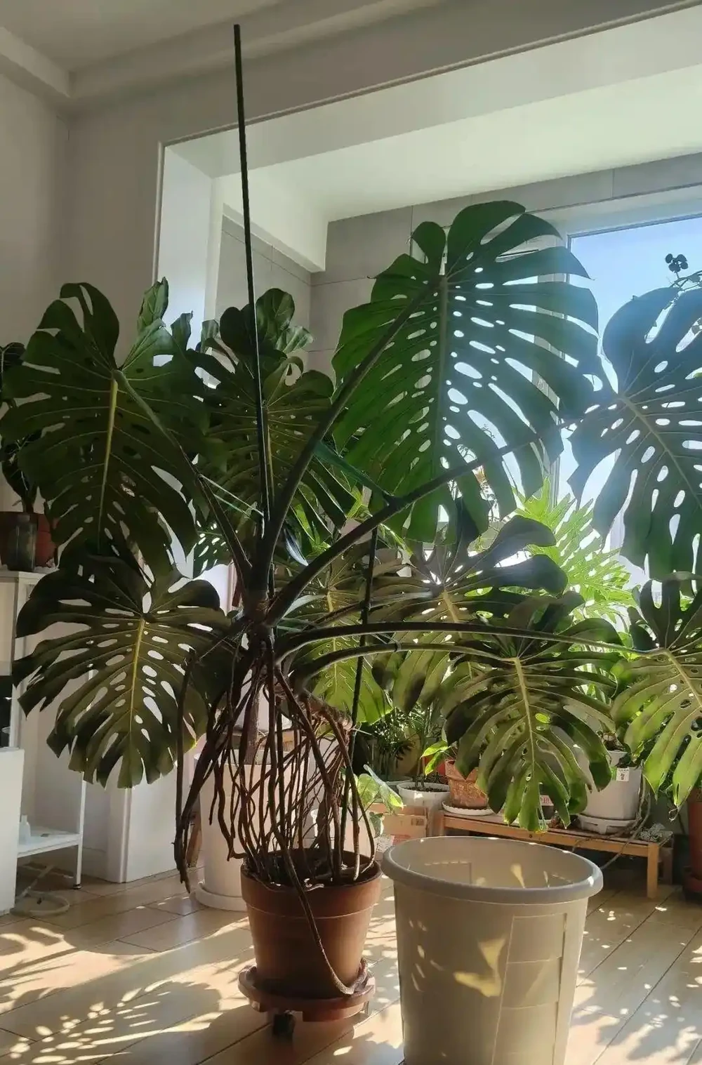 室內綠植首選天花板!龜背芋懶人養護大全,四季油亮不黃葉、年年開背爆葉