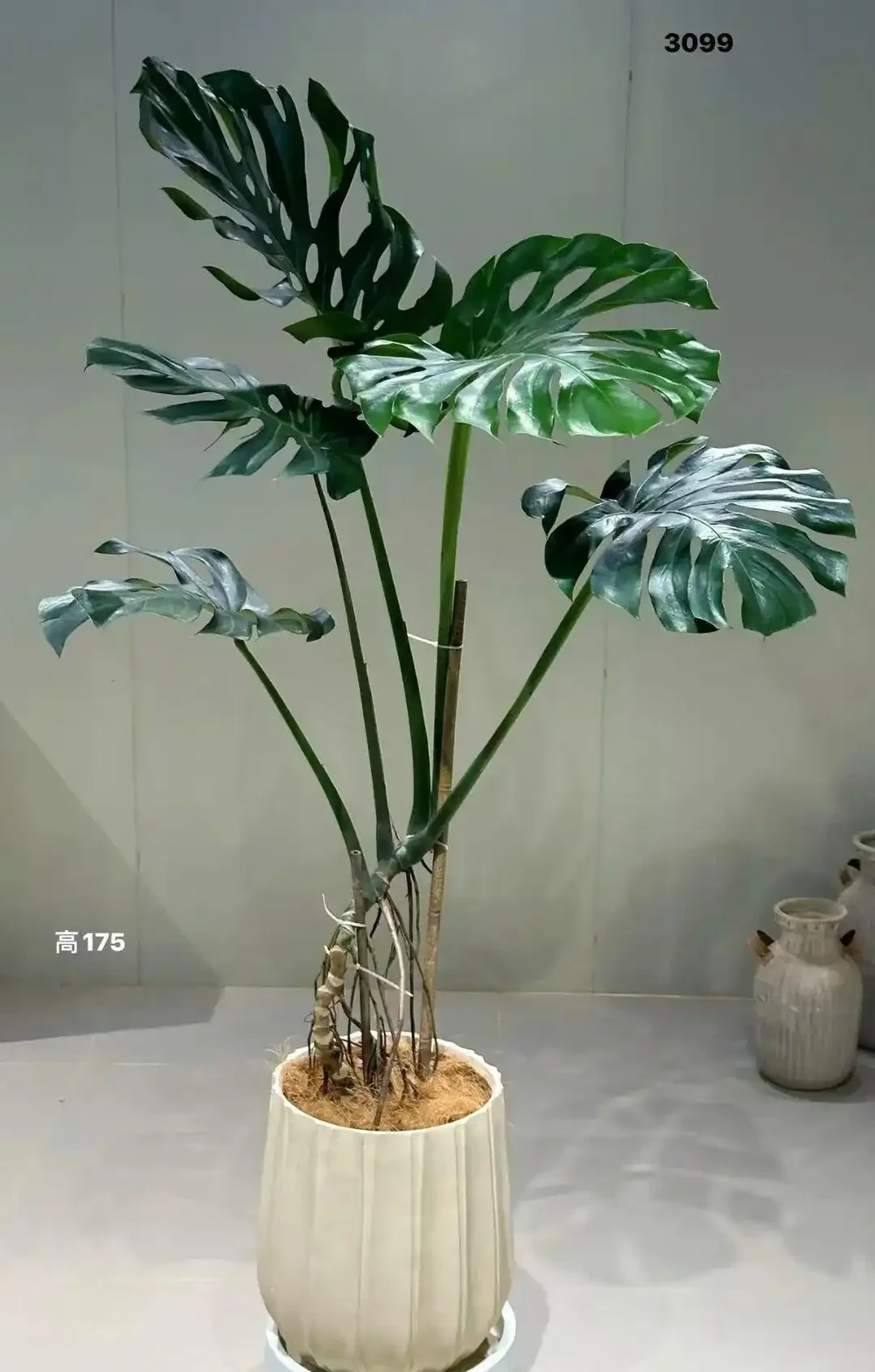 室內綠植首選天花板!龜背芋懶人養護大全,四季油亮不黃葉、年年開背爆葉