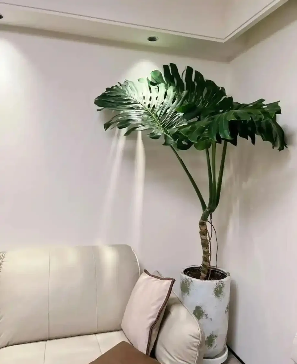 室內綠植首選天花板!龜背芋懶人養護大全,四季油亮不黃葉、年年開背爆葉