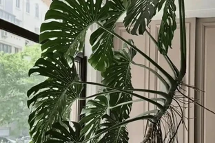 室內綠植首選天花板！龜背芋懶人養護大全，四季油亮不黃葉、年年開背爆葉