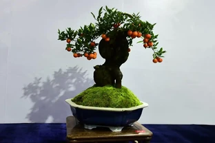 9月養金彈子，堅持1剪1補，來年掛果滿枝頭