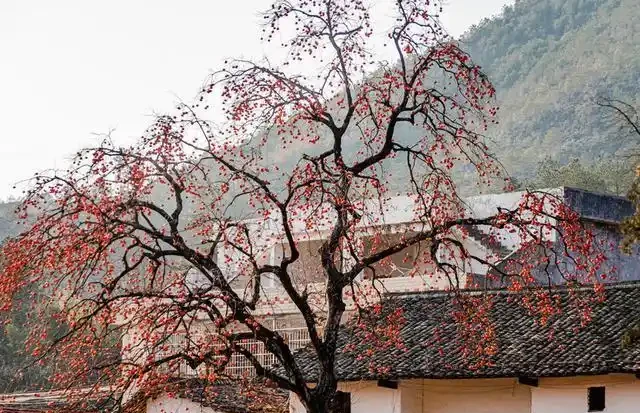 小院種這5種樹,賞花還能摘果,日子越過越紅火興旺