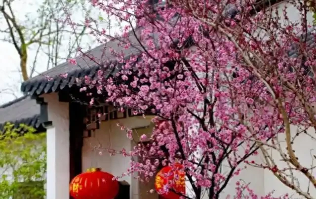 小院種這5種樹,賞花還能摘果,日子越過越紅火興旺