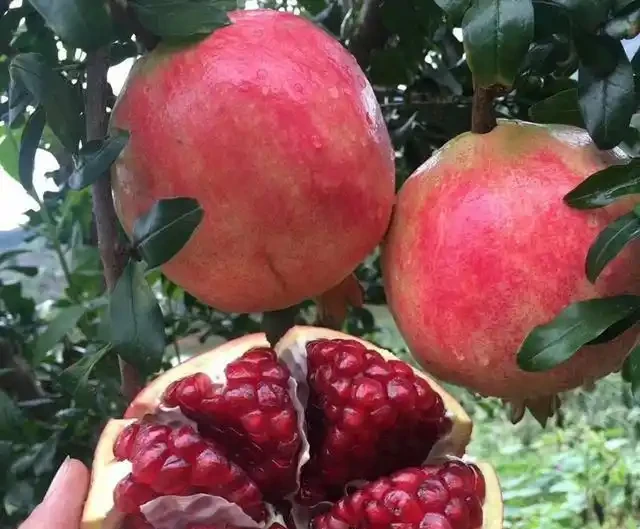 小院種這5種樹,賞花還能摘果,日子越過越紅火興旺